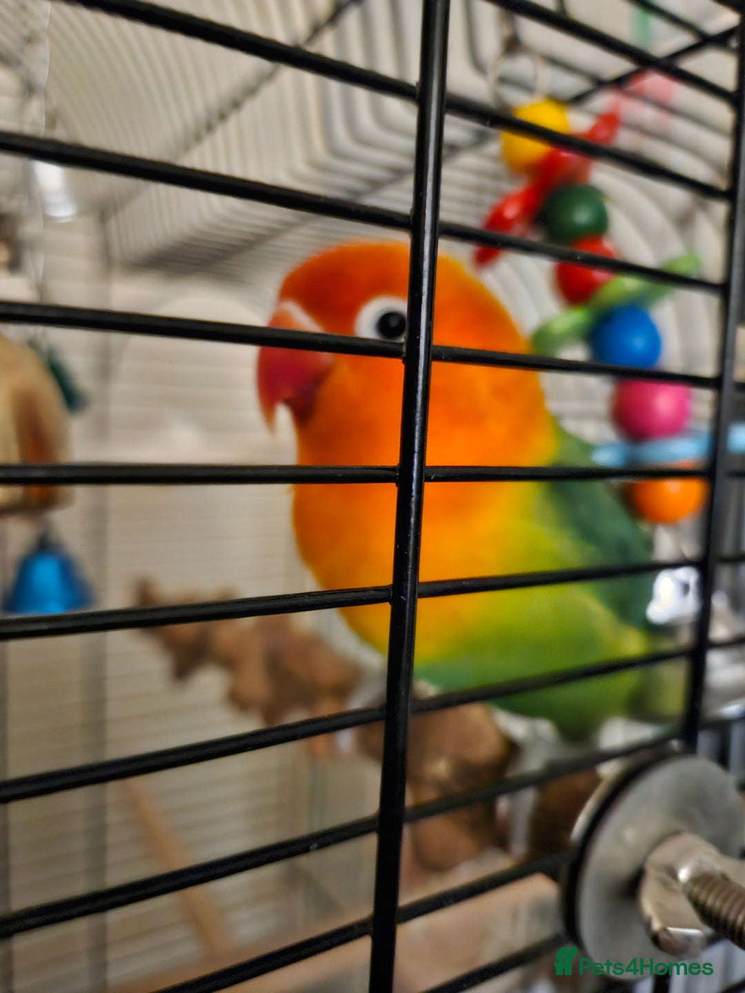 Lovebirds birds for sale: Hand reared lovebird - Image 1