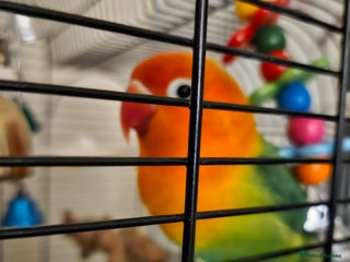 Lovebirds birds - Advert 1