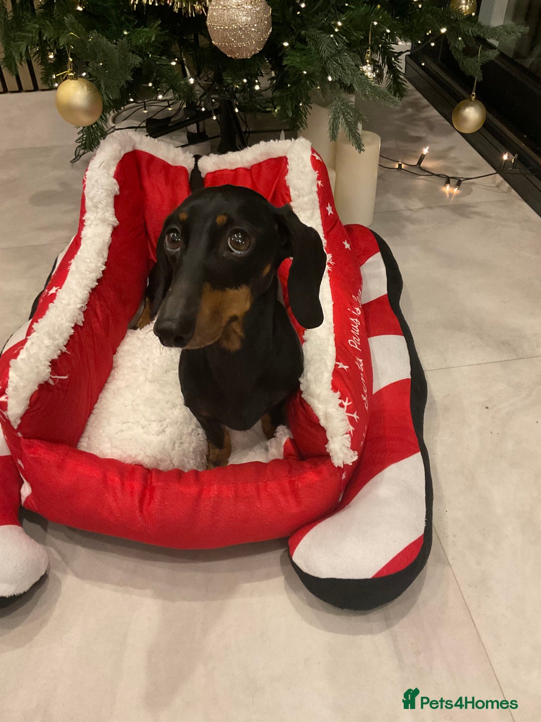 Miniature Dachshund dogs for sale: Miniature dachshunds  - Advert 1