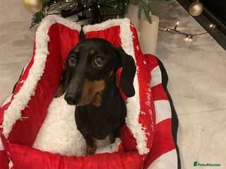 Miniature Dachshund dogs Miniature dachshunds - Advert 17