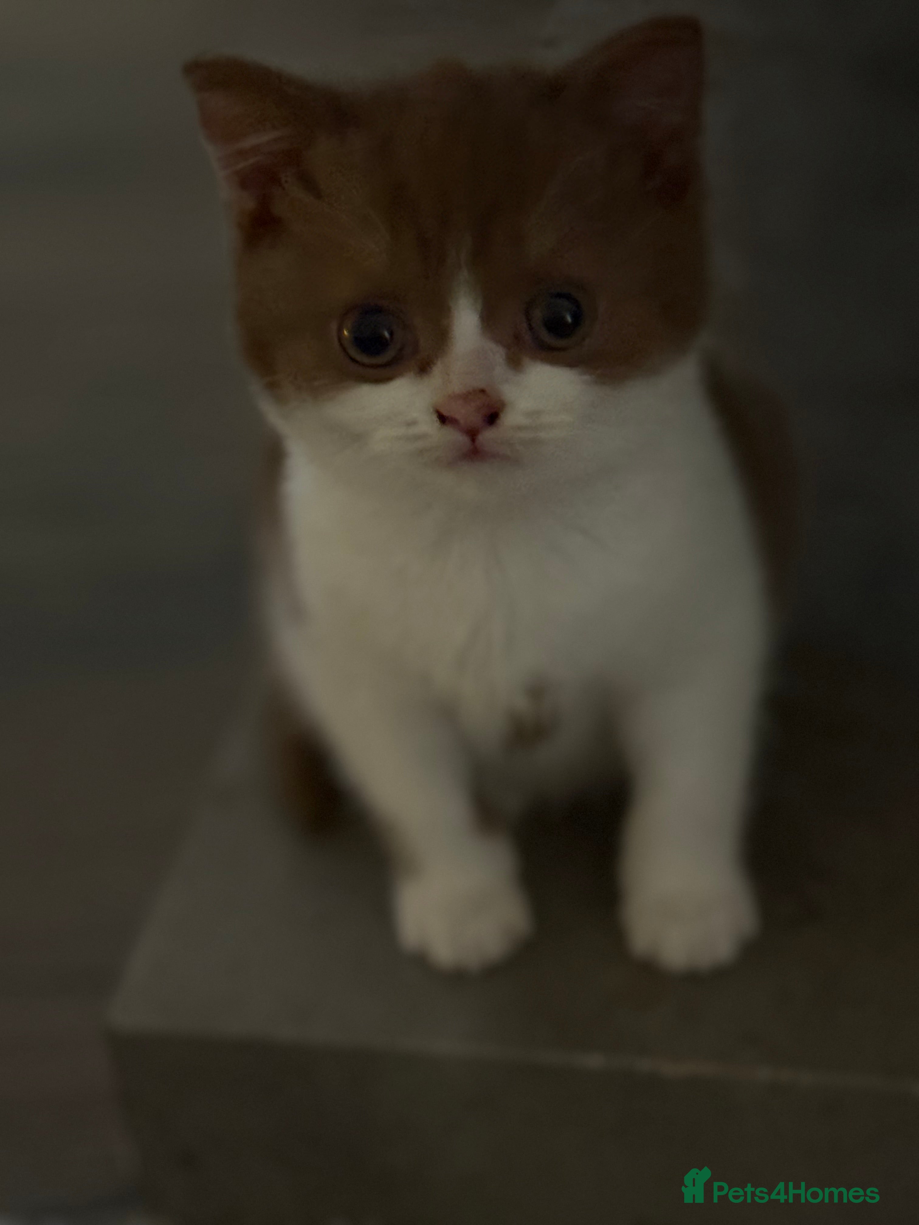 British Shorthair cats White -chocolate  - Advert 6