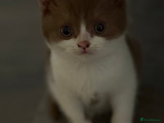 British Shorthair cats White -chocolate - Advert 3