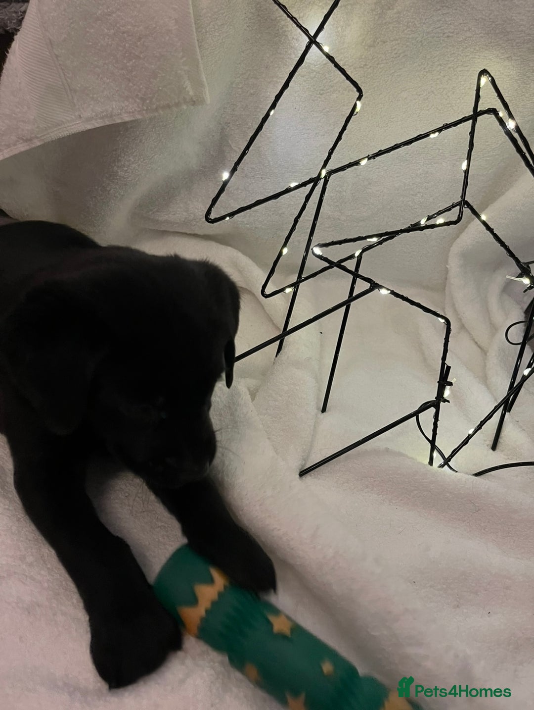 Labrador Retriever dogs for sale: Beautiful labs available  - Advert 14