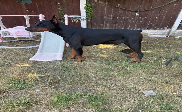 Dobermann dogs - Advert 1