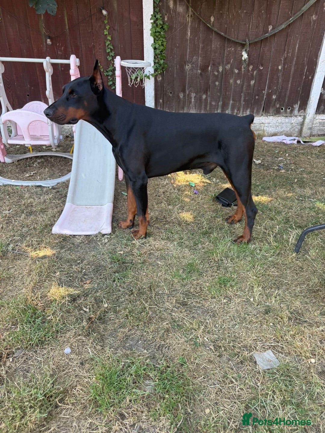 Dobermann dogs for sale: ⭐️DOBERMAN🐾PUPPIES⭐️🐶AVAILABLE🐾MID🐾SEPTEMBER🐶 - Image 1