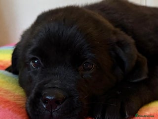 Mixed Breed dogs 💚 STUNNING NEWFOUNDLAND X READY NOW - Advert 3
