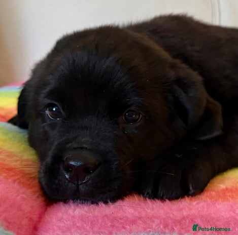 Mixed Breed dogs 💚 STUNNING NEWFOUNDLAND X READY NOW - Advert 3