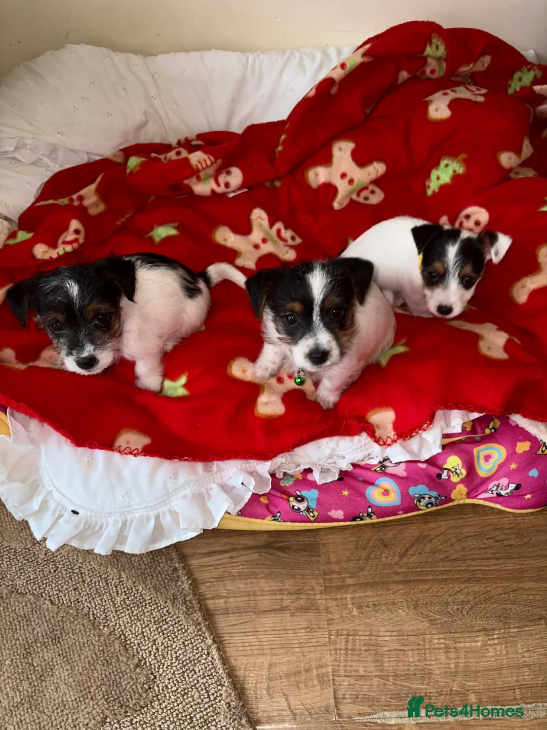 Jack Russell dogs for sale: Jack Russell Male Pups in Bedworth - Advert 9