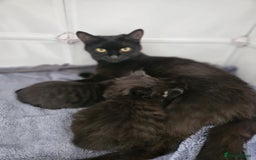 British Shorthair cats for sale: 4 beautiful kittens for sale  - Image 18