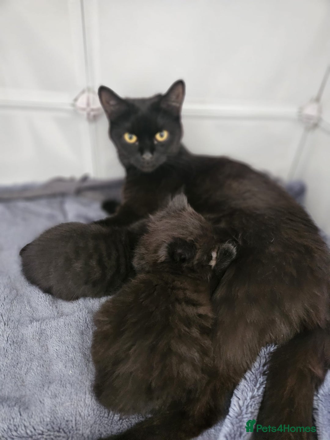 British Shorthair cats for sale: 4 beautiful kittens for sale  - Image 18