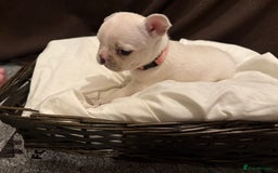 French Bulldog dogs for sale: 7 beautiful French bulldog puppies for sale - Image 22