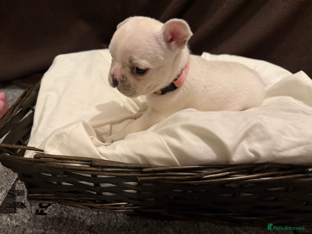 French Bulldog dogs for sale: 7 beautiful French bulldog puppies for sale - Image 22