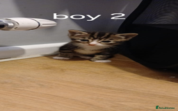British Shorthair cats for sale: Gorgeous mixed breed kittens - Image 2