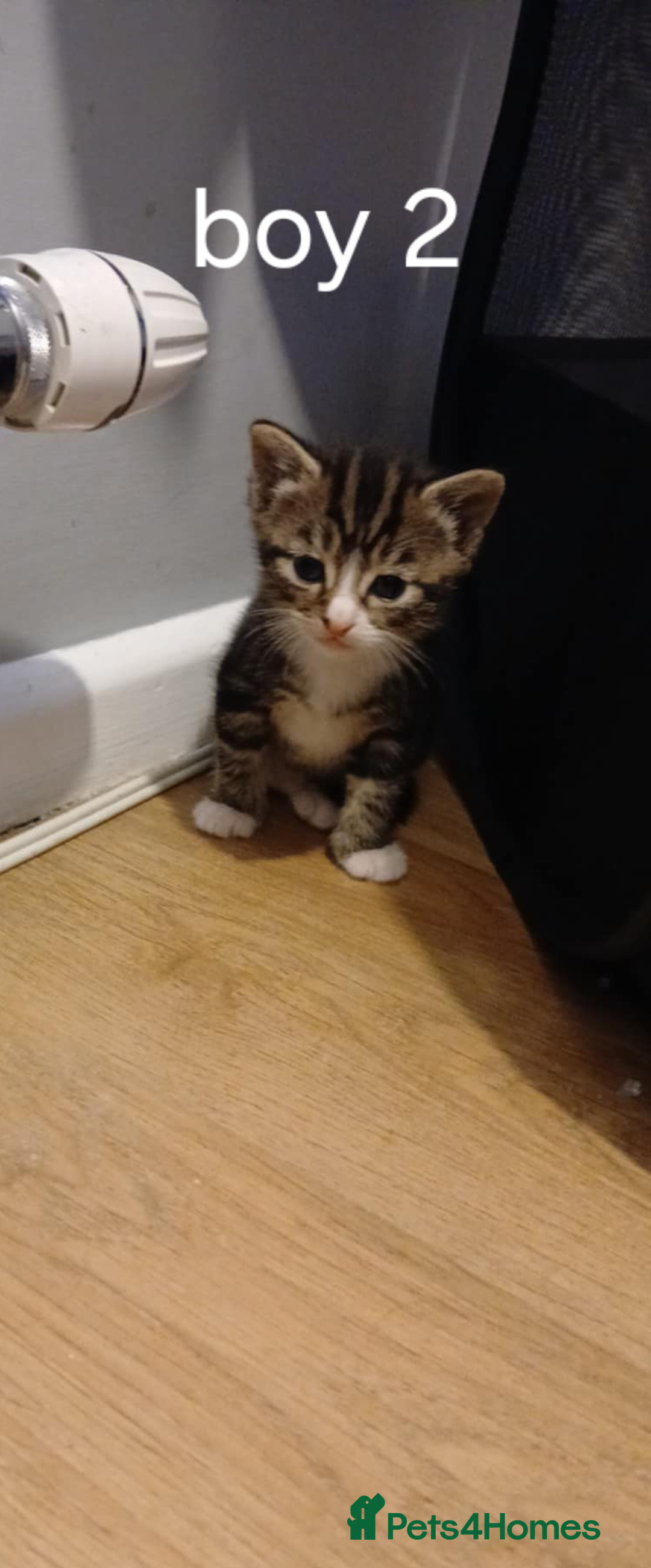 British Shorthair cats for sale: Gorgeous mixed breed kittens - Image 2
