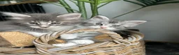 Maine Coon cats for sale: Exceptional POLYDACTYL Maine Coon Kittens  - Advert 8