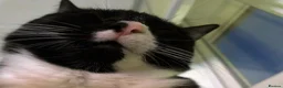 Mixed Breed cats for sale: 3 year old tuxedo female cat  - Advert 6