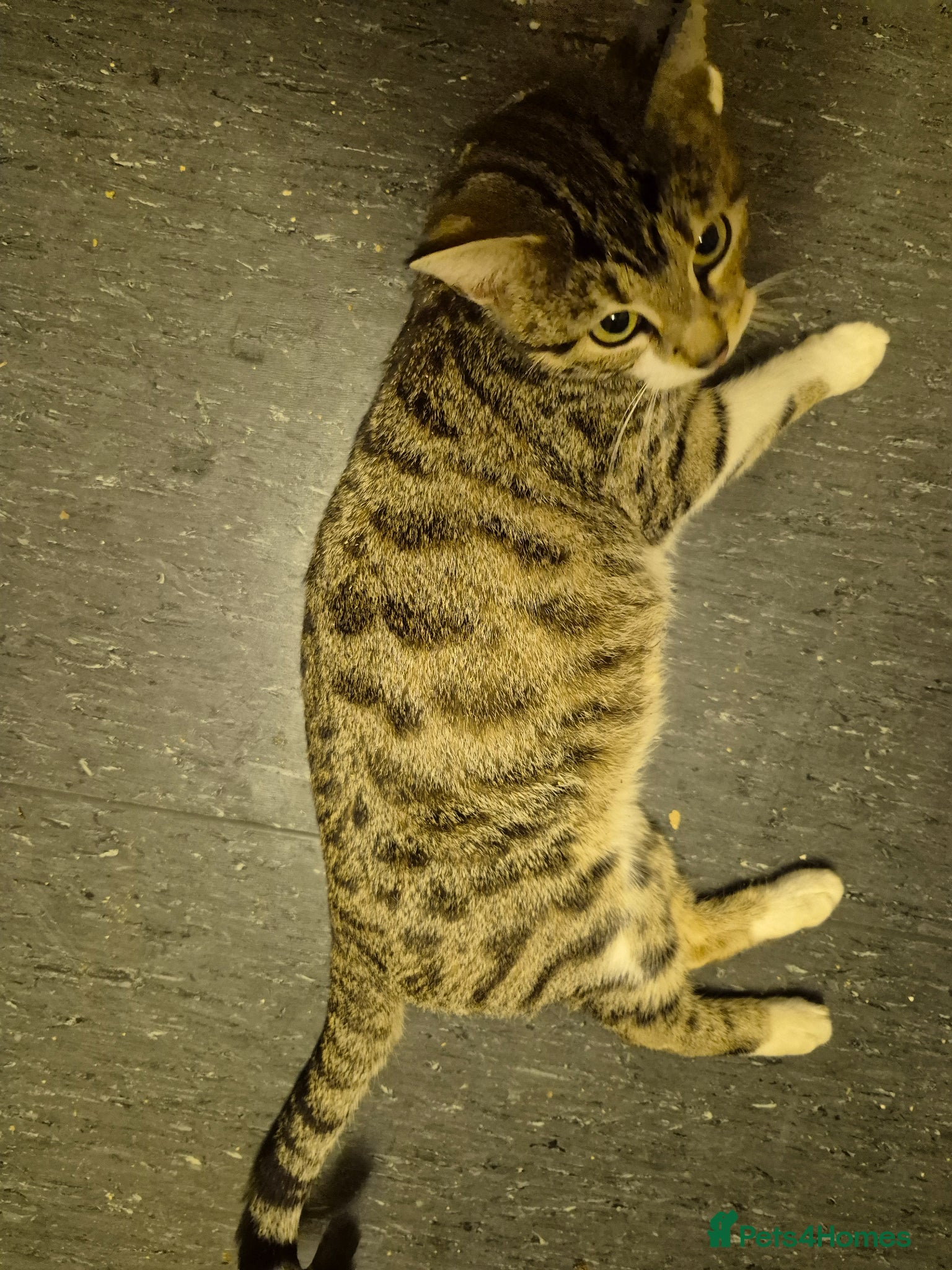 Mixed Breed cats Tabby Bengal - Advert 1