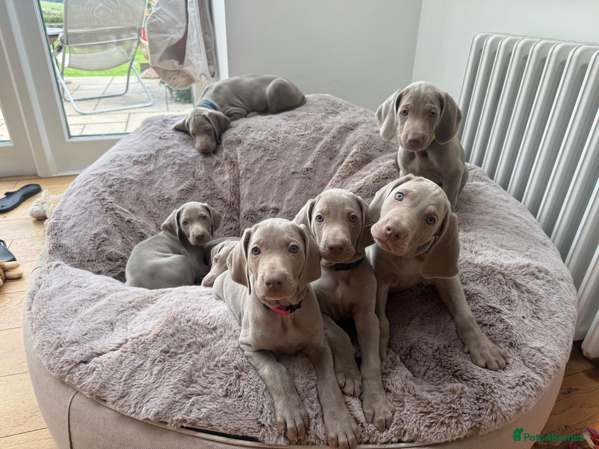 Weimaraner dogs Superb Gunalt Bloodlines & Excellent Temperament - Advert 2