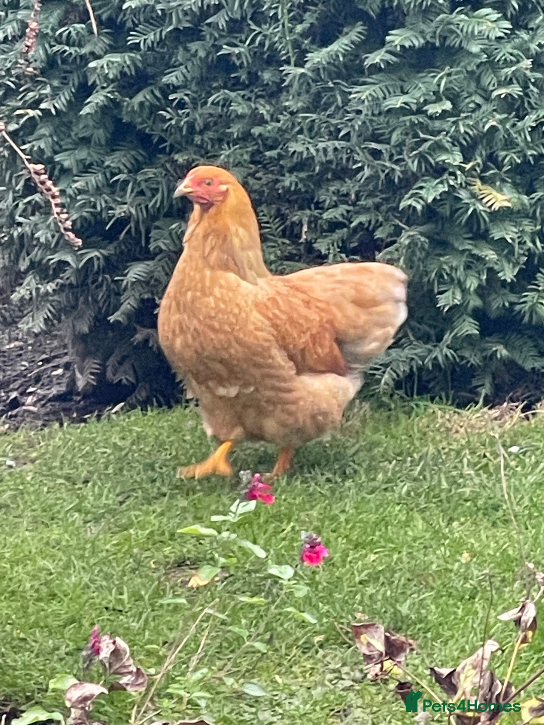 Chickens poultry for sale: BANTAM WYANDOTTE HENS & COCKERELS - Advert 12