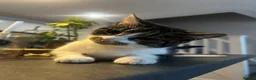 Mixed Breed cats for sale: Mixed breed tabby and white 1 year old female cat - Advert 11