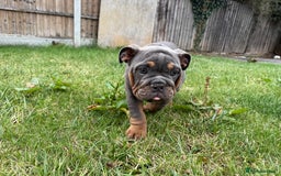 English Bulldog dogs for sale: £1500 REDUCED 2 boys & 1 girl available  in Dagenham - Image 1