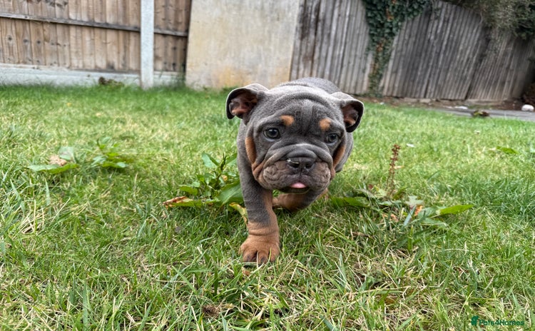 English Bulldog dogs in Dagenham - Advert 2