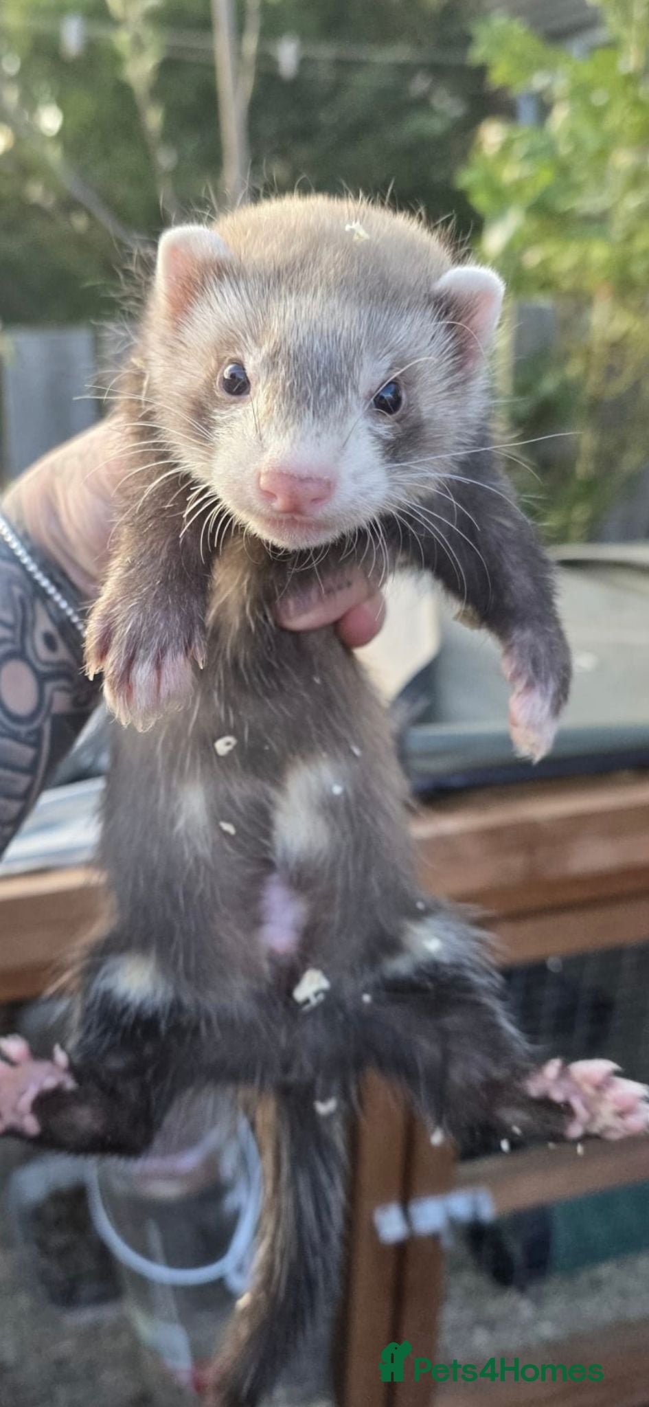 Ferret rodents Ferret kits  - Advert 2