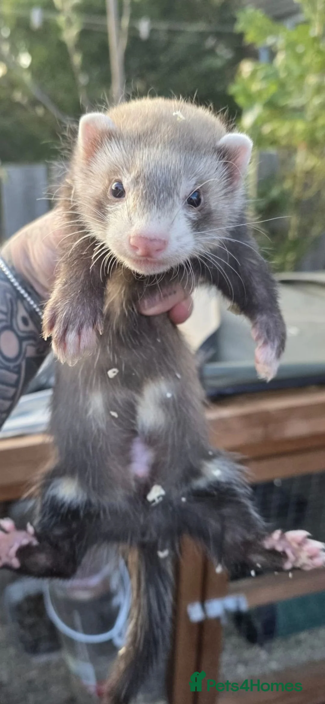 Ferret rodents for sale: Ferret kits  in Blyth - Advert 2
