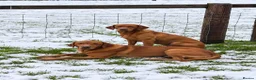 Labrador Retriever dogs for sale: KC Registered Labrador Pups in Cheltenham - Advert 6