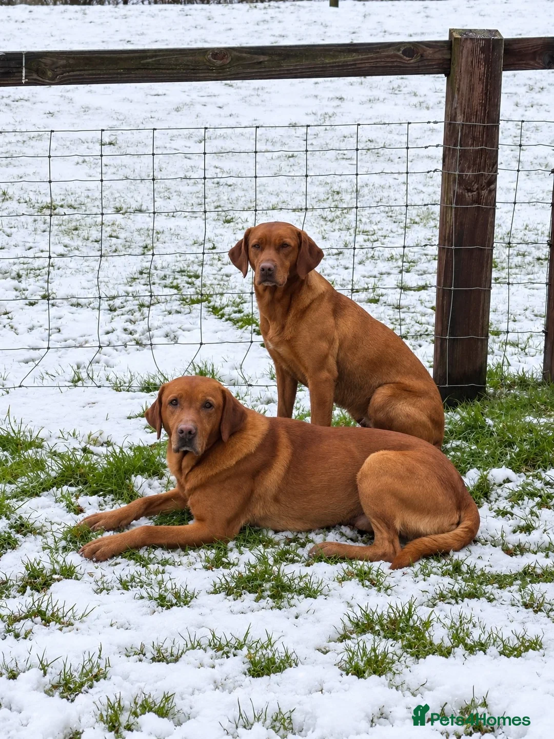 Labrador Retriever dogs for sale: KC Registered Labrador Pups in Cheltenham - Advert 6