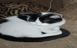 British Shorthair cats for sale: Beautiful black and white cat  - Image 3