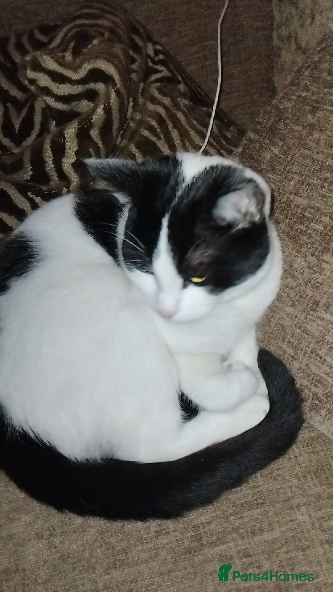 British Shorthair cats for sale: Beautiful black and white cat  - Image 3