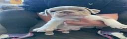 Old Tyme Bulldog dogs for sale: 6 left beautiful old tyme English bulldog puppies  - Advert 13