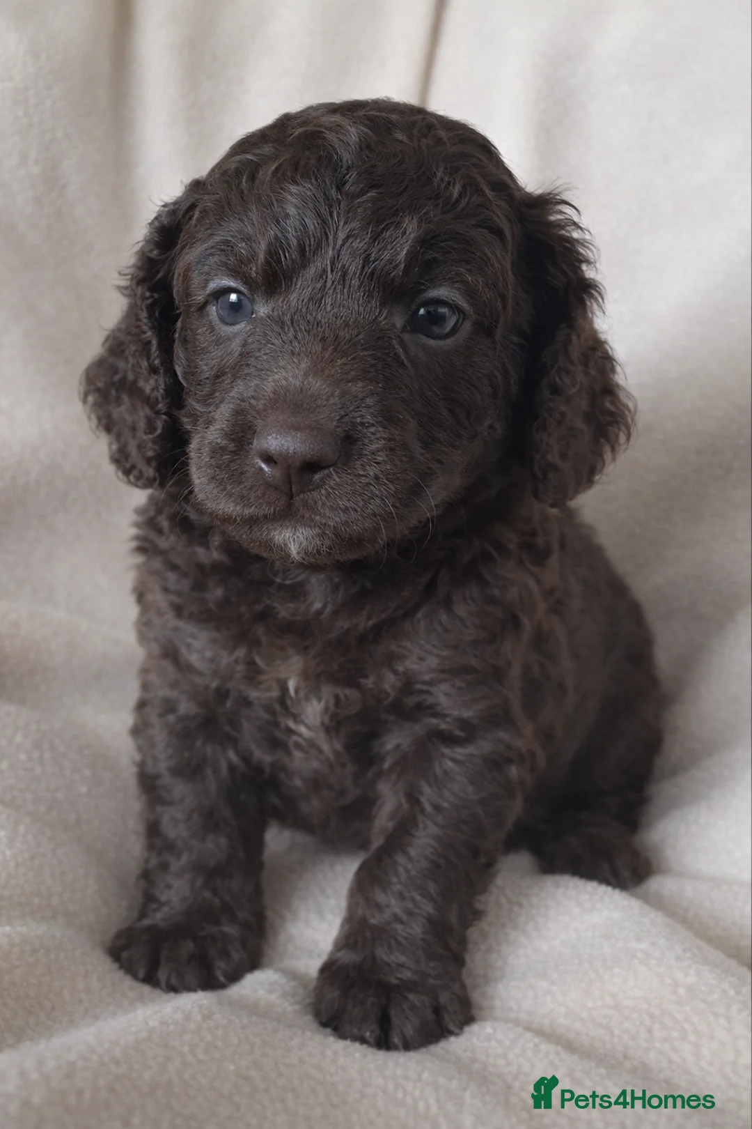 Cockapoo dogs for sale: Beautiful Chocolate and Beige Cockapoo Puppies - Advert 13