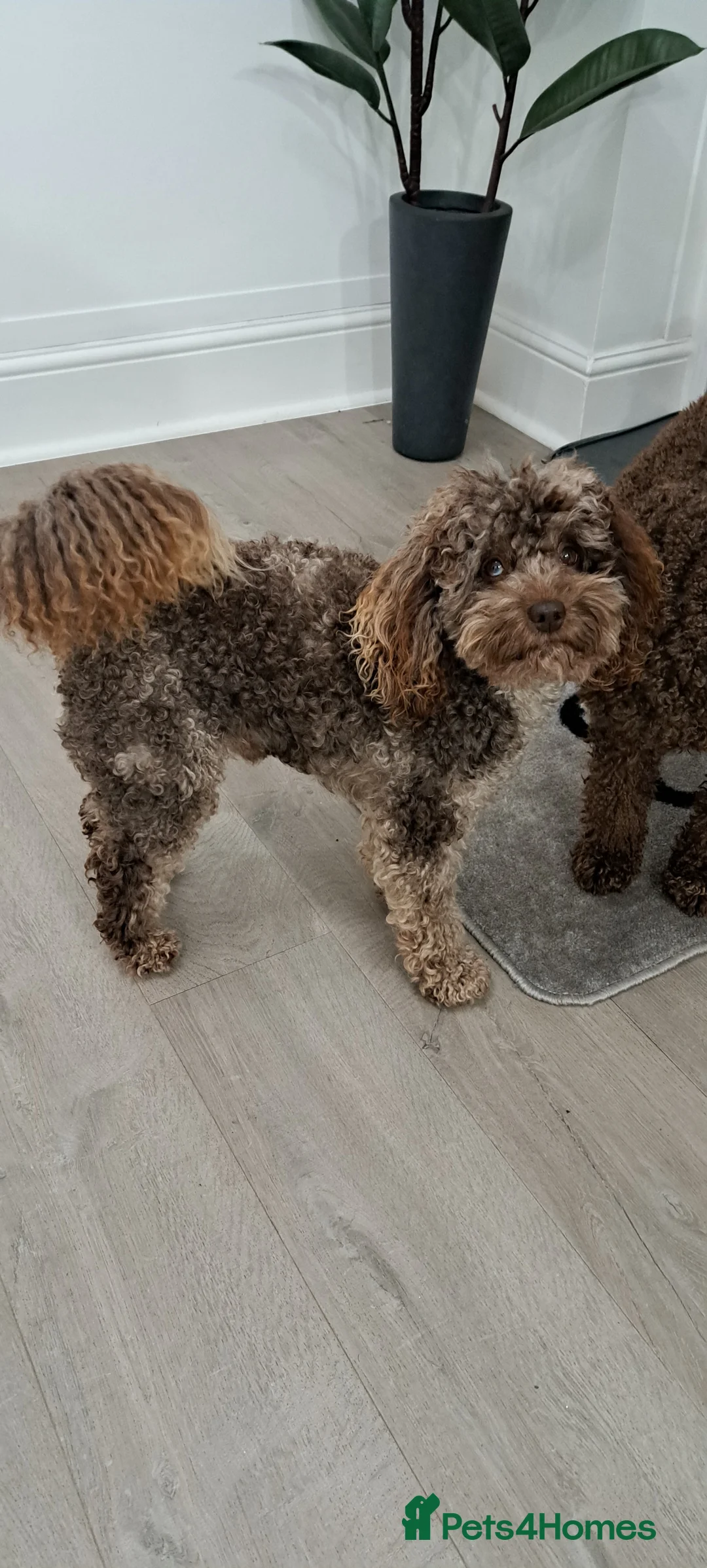 Poodle dogs for stud: Cockapoo stud chocolate merle  in Bristol - Advert 10