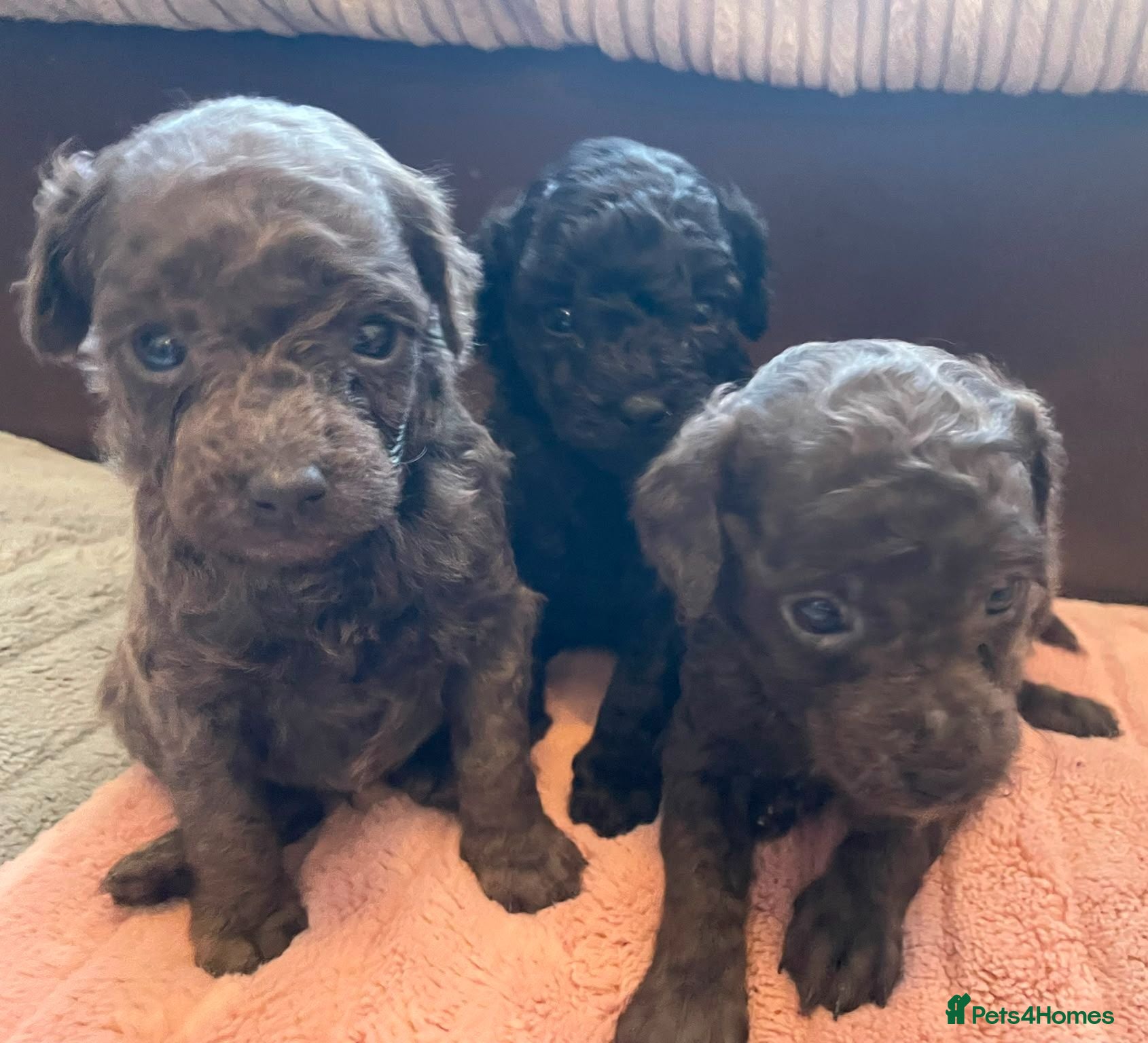 Toy Poodle dogs X3❤️Gorgeous toy poodle puppies 🐶 for sale 🩶🖤🩶 - Advert 12
