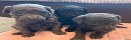 Toy Poodle dogs for sale: 🩶2 Grey/Blue Rare boys🏡1 girl🩷 - Advert 25