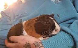 Guinea Pig rodents for sale: Pair of Male Guinea Pigs  - Image 5