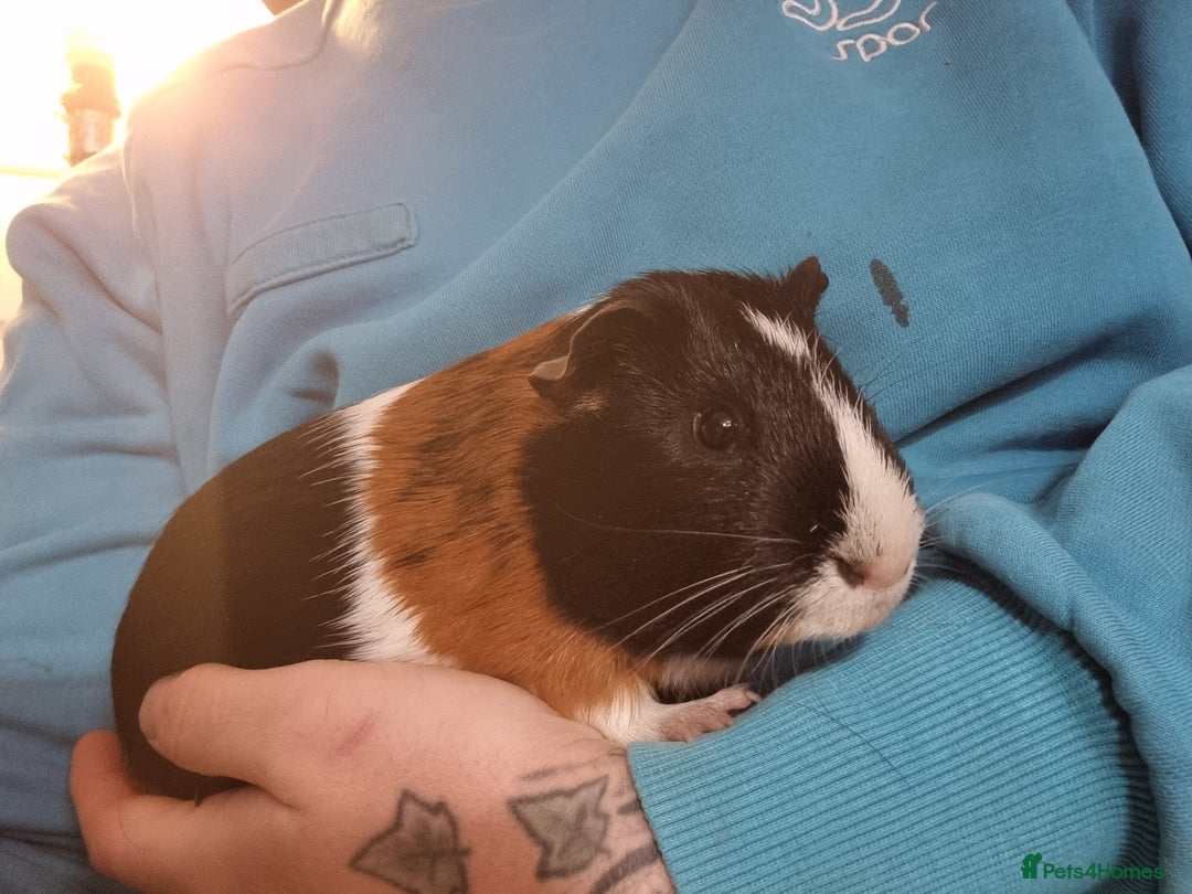 Guinea Pig rodents for sale: Pair of Male Guinea Pigs  - Image 5