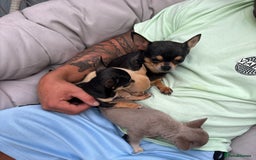 Chihuahua dogs for sale: Applehead Teacup Chihuahua  - Image 7