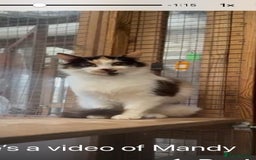 Mixed Breed cats for adoption: Ozzy needs a new home - Image 12