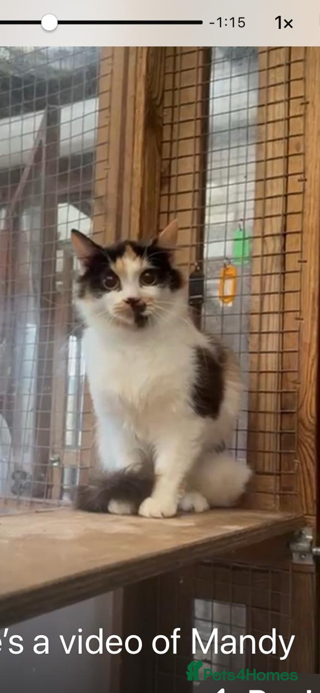 Mixed Breed cats for adoption: Ozzy needs a new home - Image 12