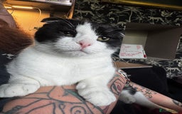 Scottish Fold cats for sale: Very sweet Scottish fold boy  - Image 1