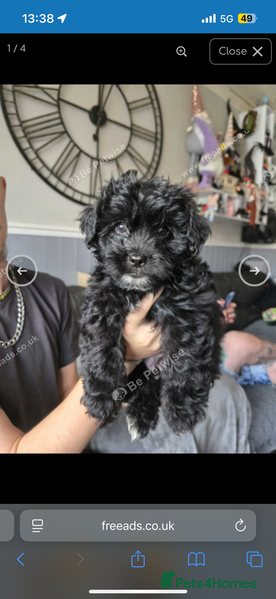 Mixed Breed dogs for sale: Malshipoo - Image 1