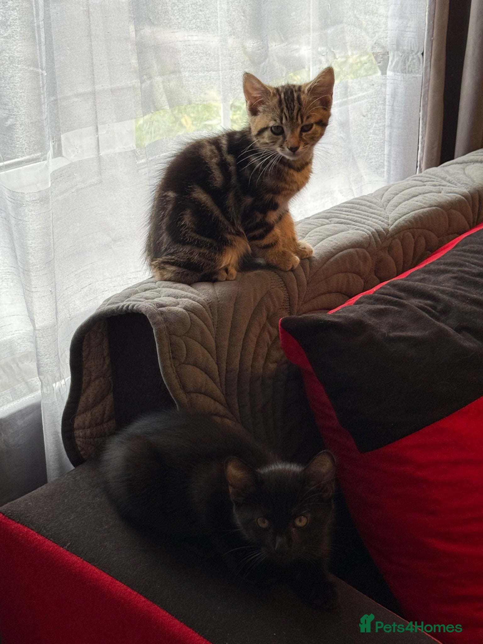 Mixed Breed cats Kittens for Sale - Advert 2