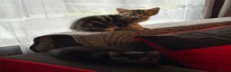 Mixed Breed cats for sale: Kittens for Sale in Barnsley - Advert 2