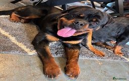 Rottweiler dogs for sale:  Rottweiler Puppies - READY NOW! 2 LEFT!  - Image 13
