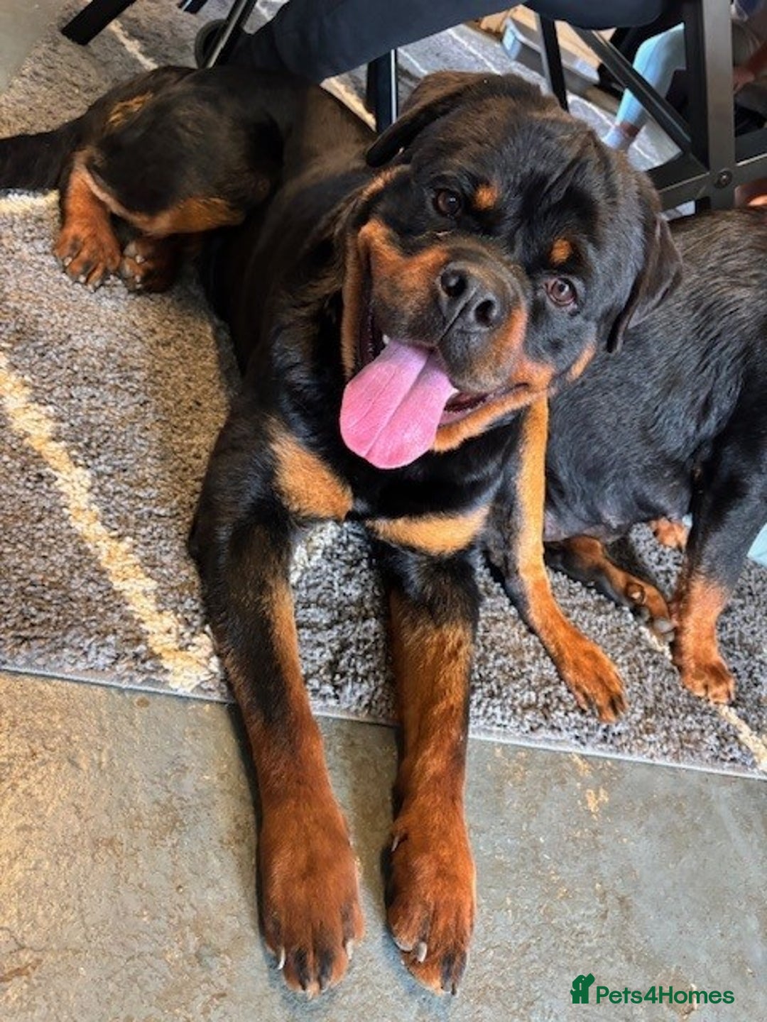 Rottweiler dogs for sale:  Rottweiler Puppies - READY NOW! 2 LEFT!  - Image 13