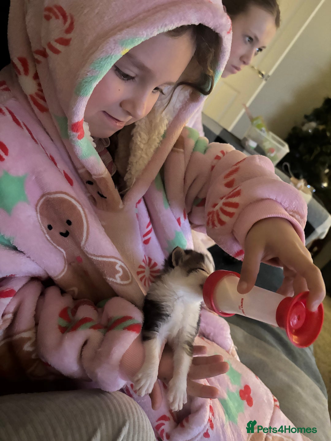 British Shorthair cats for sale: Four hand reared kittens Please read the info - Advert 22