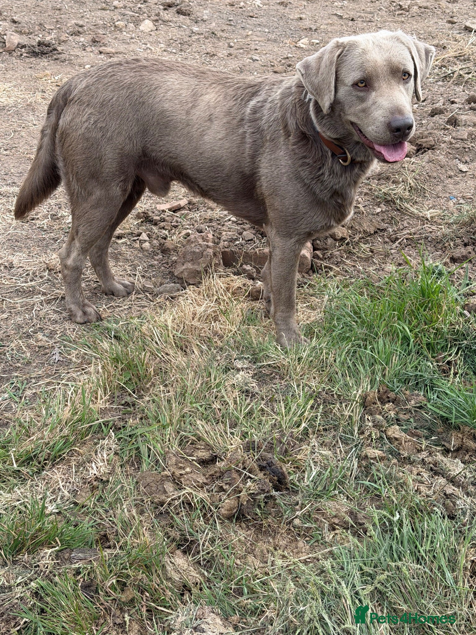 Labrador Retriever dogs Gorgeous well proven Silver Labrador Stud - Advert 2